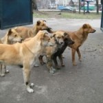 С бездомными собаками в Луцке милиция будет воевать