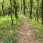 В Маневичах появились новые леса
