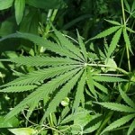 Безработный волынянин собрал гербарий из 10 килограммов марихуаны