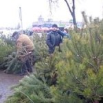 17 хвойных деревьев конфисковали за 9 дней у горе-продавцов